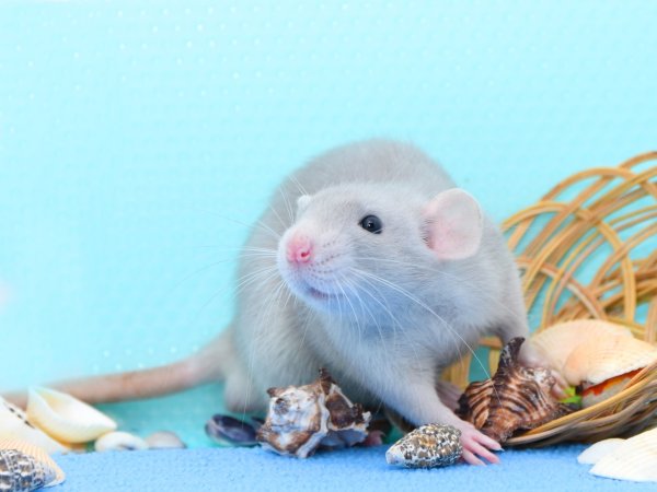 Доброе утро крыса