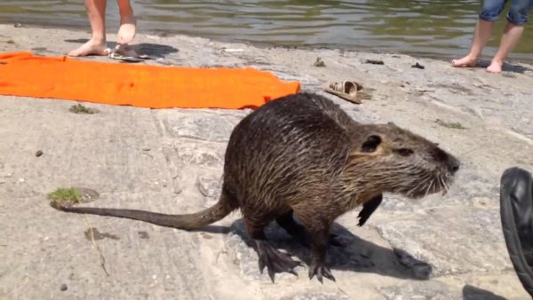 Крыса на пляже