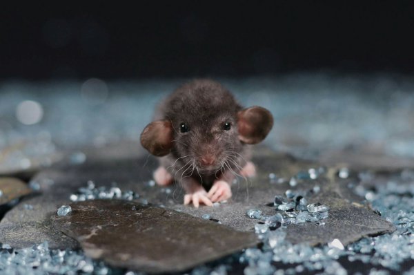 Мокрый мышонок