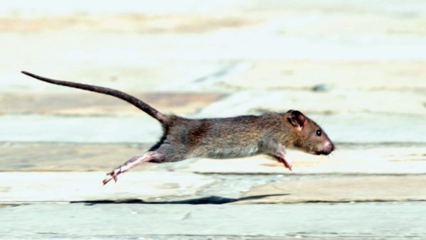 Кинабулийская крыса