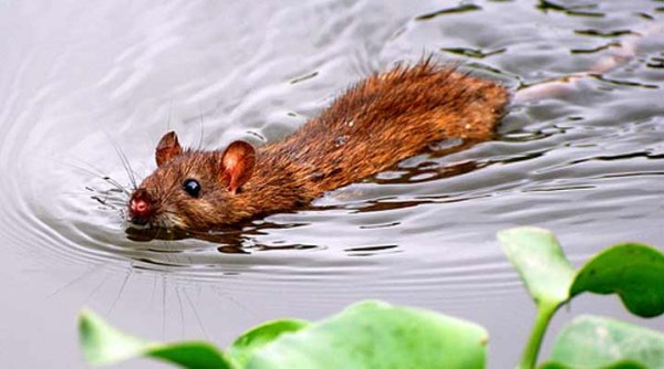 Мышка плывет