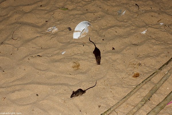 Крыса на пляже