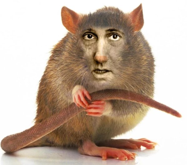 Криса каламуш