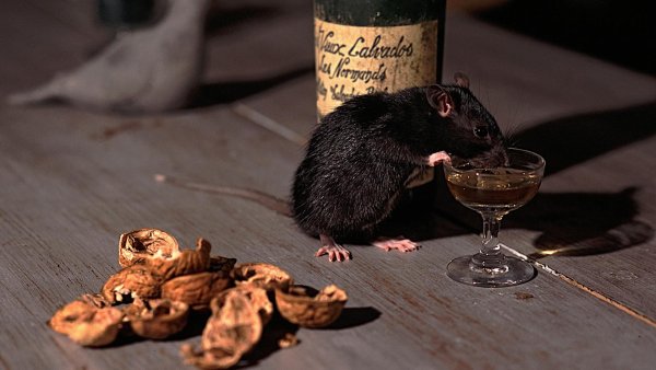 Крыса с бутылкой