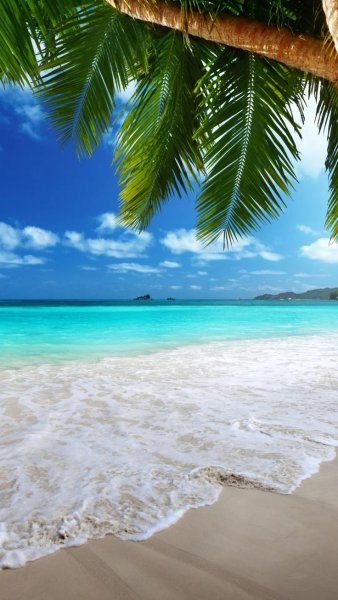 Берег океана