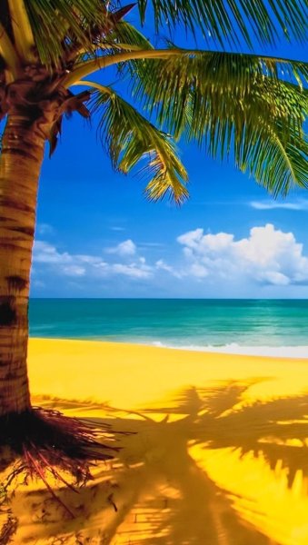 Карибское море пляж пальмы