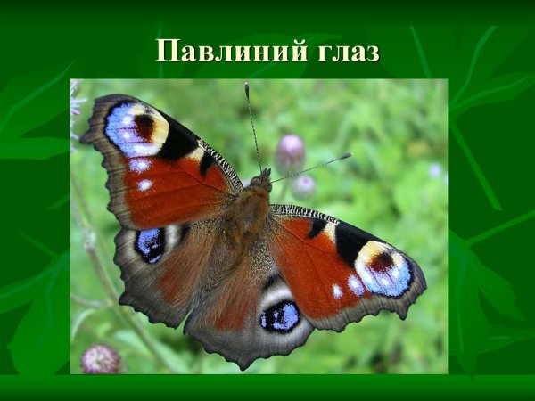 Бабочка павлиний глаз презентация
