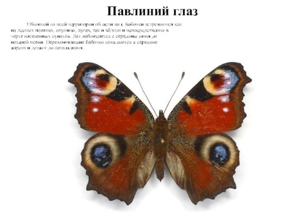 Бабочка Адмирал павлиний павлиний глаз