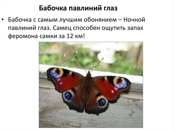 Ночной павлиний глаз бабочка описание