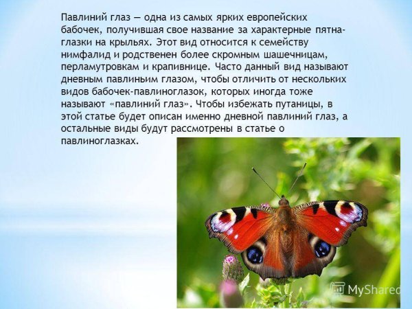 Важные сведения о бабочке павлиний глаз