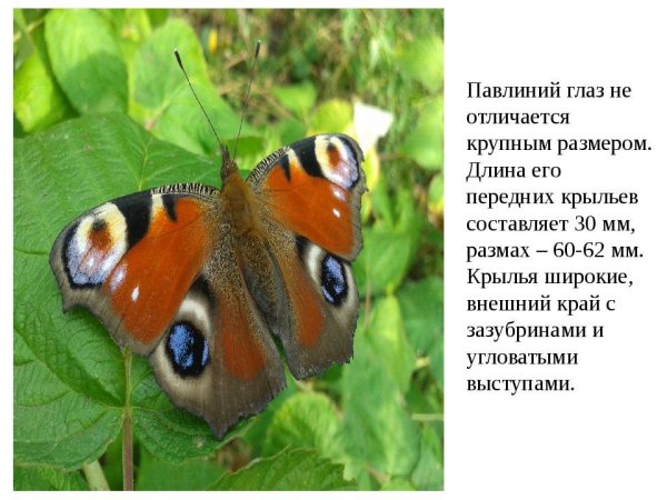 Бабочка дневной павлиний глаз сведения