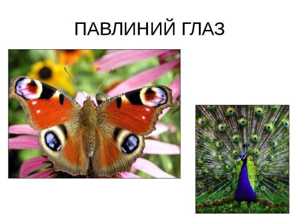 Павлиний глаз (бабочка)