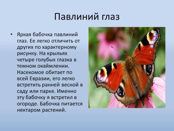 Бабочка павлиний глаз описание для 2 класса окружающий мир