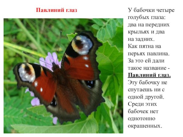 Бабочка дневной павлиний глаз сведения