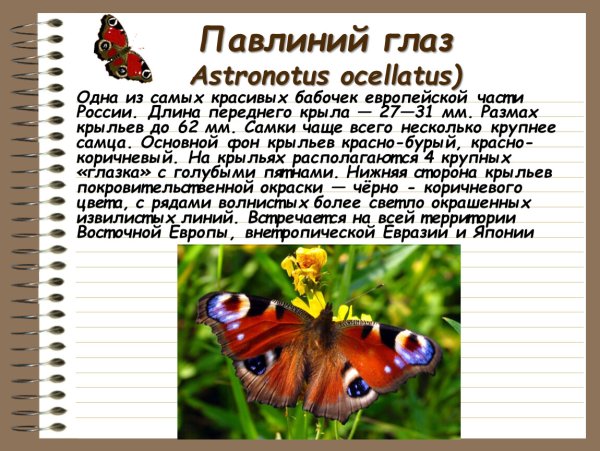 Доклад о бабочке павлиний глаз