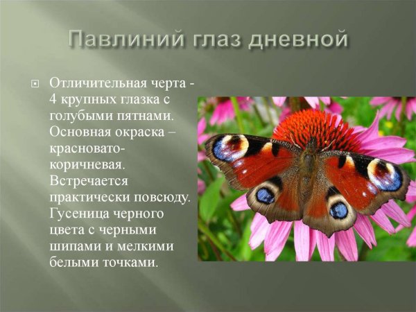 Информация о бабочки дневной павлиний глаз