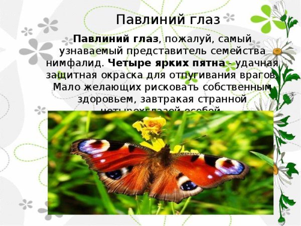 Бабочка павлиний глаз описание