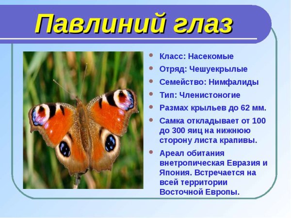Бабочка дневной павлиний глаз сведения