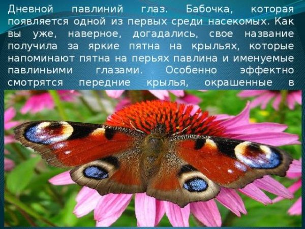 Дневной павлиний глаз бабочка описание для детей 2 класса