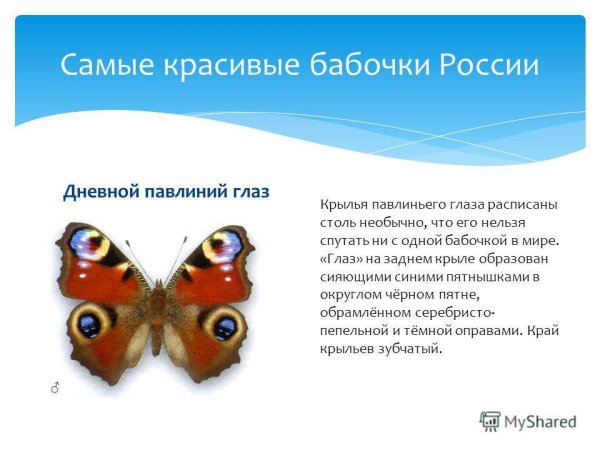 Важные сведения о бабочке павлиний глаз