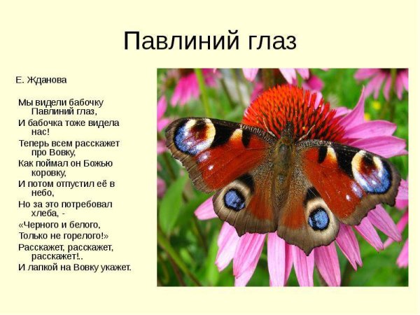 Бабочка дневной павлиний глаз сведения