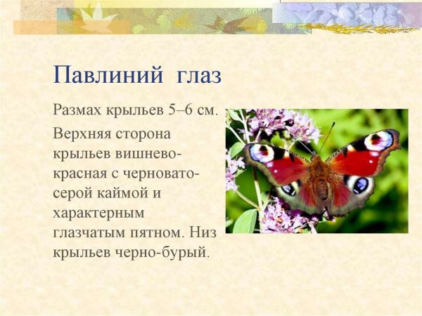 Бабочка павлиний глаз описание для 2 класса окружающий мир