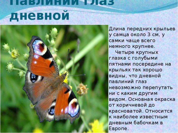 Бабочка павлиний глаз описание для 2 класса