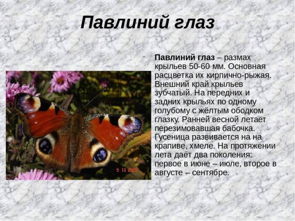 Сообщение о бабочке дневной павлиний глаз
