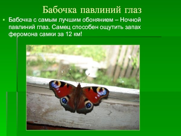 Бабочка павлиний глаз описание