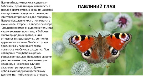 Информация о бабочки дневной павлиний глаз
