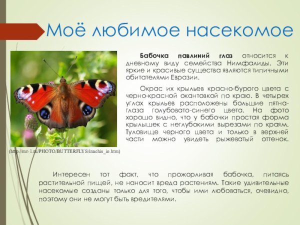 Бабочка дневной павлиний глаз сведения