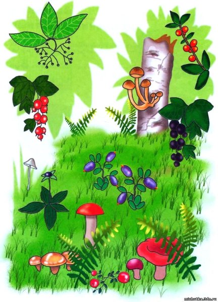 Иллюстрации по ознакомлению с окружающим миром