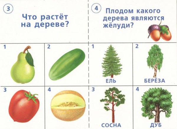 Карточки окружающий мир для дошкольников