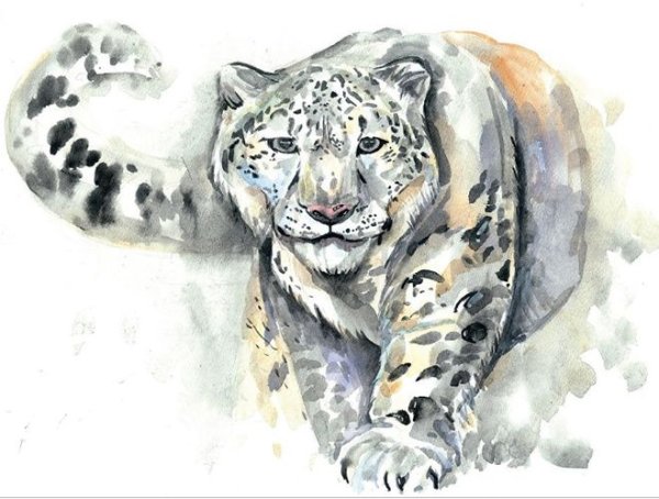 Снежный Барс рисовать