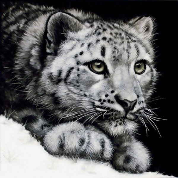 Снежный Барс рисунок