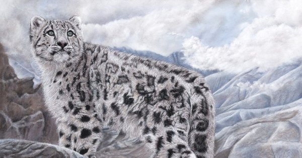 Снежный Барс Ирбис рисунок