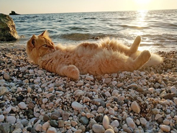 Кот отдыхает