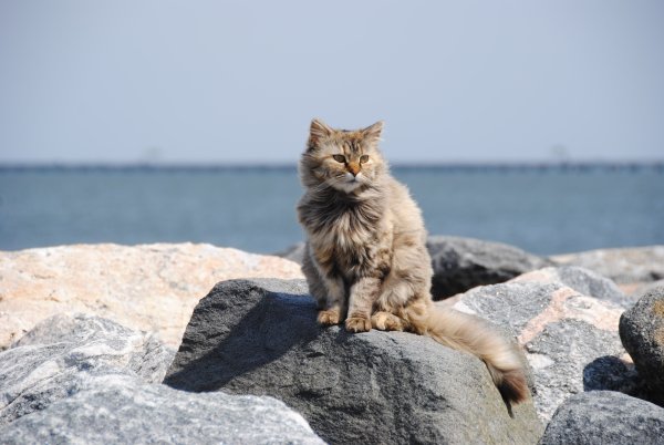 Морская кошка