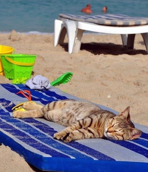 Кот на пляже