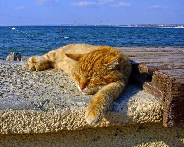 Рыжий кот на море