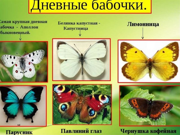 Дневные бабочки с названиями