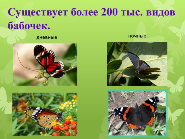 Представители дневных бабочек