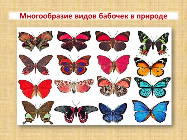 Разные формы бабочек