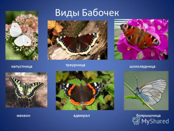 Многообразие бабочек