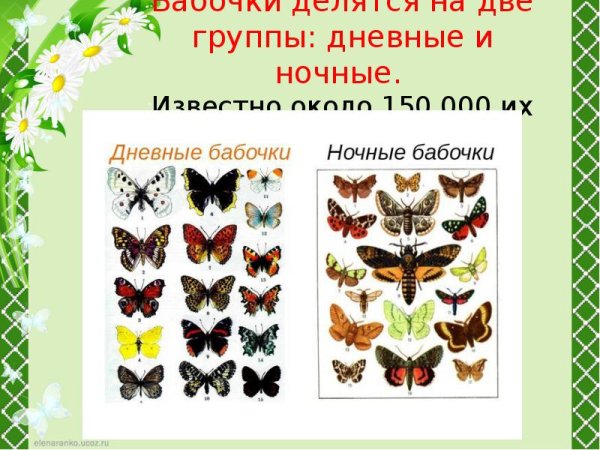 Название бабочек