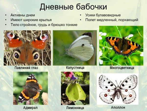 Название бабочек