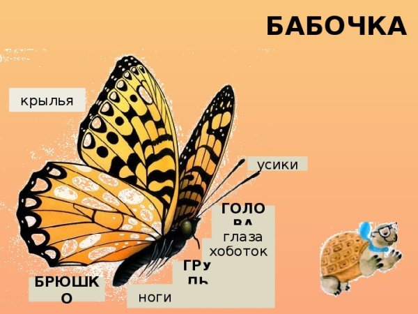 Части тела бабочки
