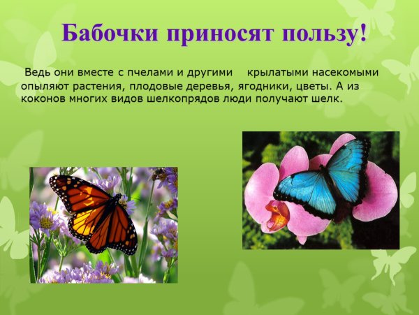 Бабочки окружающий мир