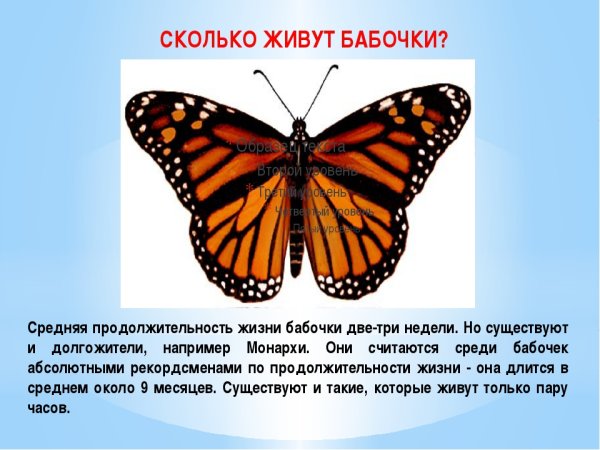 Продолжительность бабочек