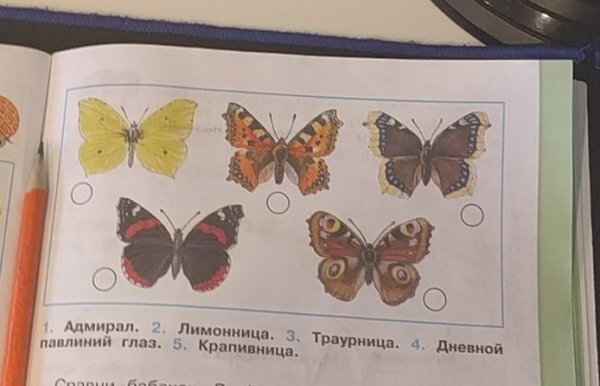 Бабочки Адмирал лимонница траурница павлиний глаз крапивница